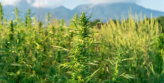 Hemp Growing in Virginia