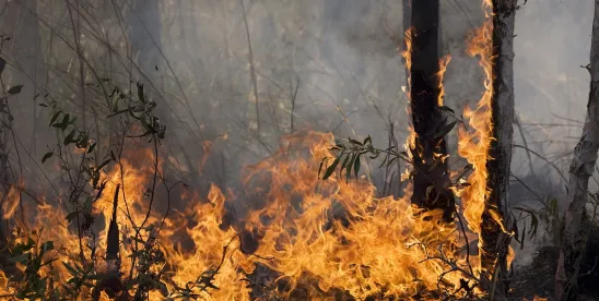 Employer Benefit Plan Assistance for Wildfires 