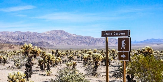 California Reviews Western Joshua Tree Conservation Plan