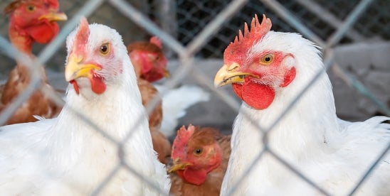 Protecting Poultry Farmers: Insurance Options for Bird Flu Losses