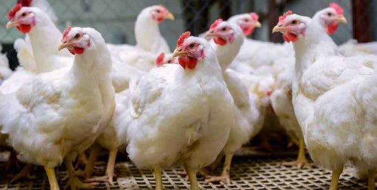 USDA on Salmonella-Contaminated Poultry