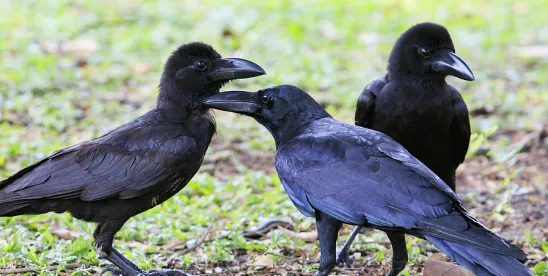 Migratory Bird Treaty Act