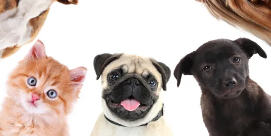 Caring for your Pet with Trusts