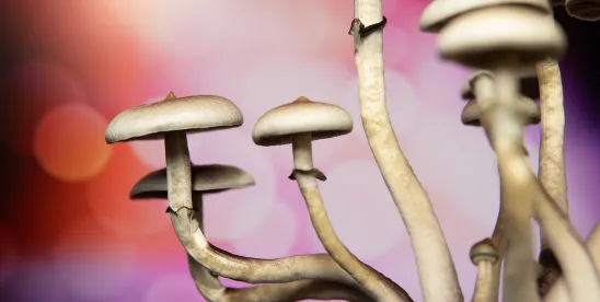 Big moves in NM: Cannabis & psilocybin legislation