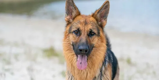 Dog Bite Prevention Week: Safety tips for everyone