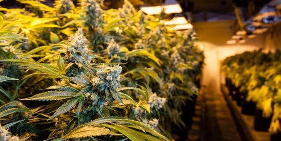 Federal Court Says Medical Marijuana Use Not a Disability Under Pennsylvania Law