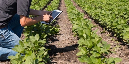 China’s SPC Enforces Plant Variety Rights