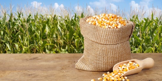 Mexican Genetically Modified Corn