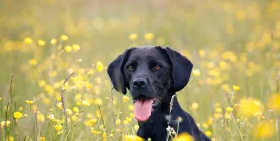 Understanding Dog Owner Liability