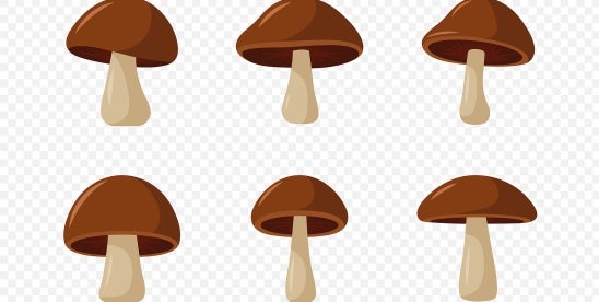 Nex Mexico Magic Mushrooms