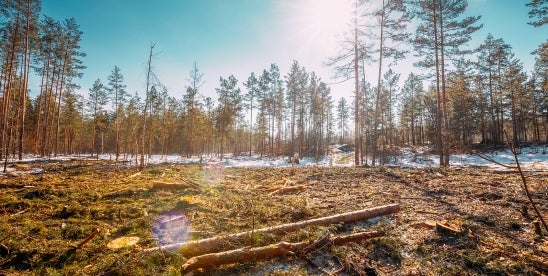 EU sets deforestation risk levels for imports
