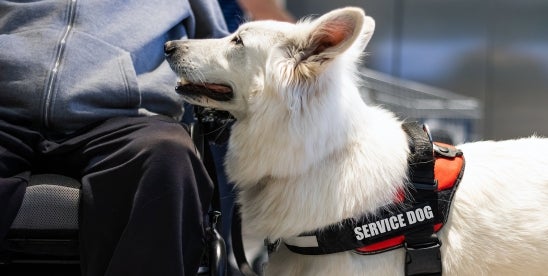 Court Defines Limits for Emotional Support Animals Under ADA