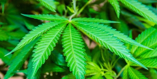 Cannabis Employee Stock Ownership Plans