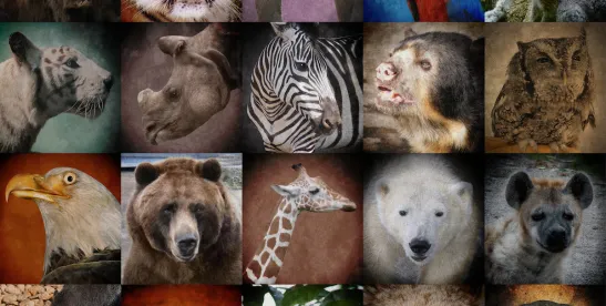 FWS and NMFS to Rescind ESA Harm
