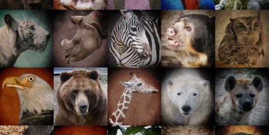 FWS and NMFS to Rescind ESA Harm
