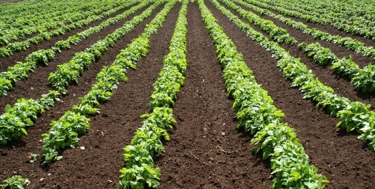 China’s New Plant Variety Protection Rules