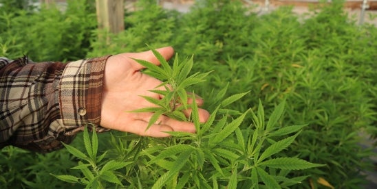 Alabama Hemp Legislation