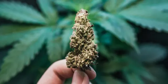 NC Comprehensive Hemp Regulation