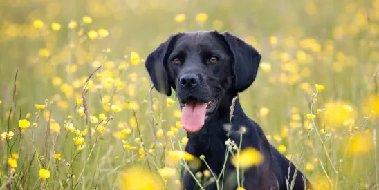 Navigating pet policy enforcement in communities