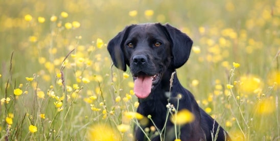 Navigating pet policy enforcement in communities