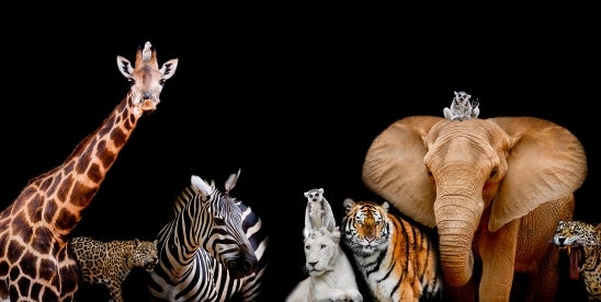 New listings trigger California Endangered Species Act duties