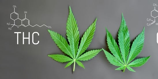 THC Personal Injury Risks and Consumer Protection