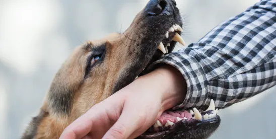  Dog Attacks in Michigan