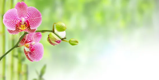 USDA considers deregulation of blue-purple orchid