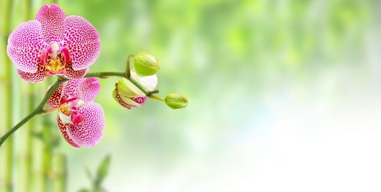 USDA considers deregulation of blue-purple orchid