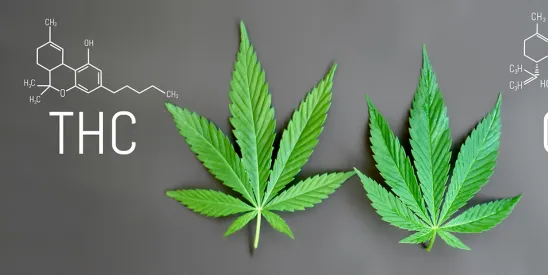 NC High Council on Cannabis