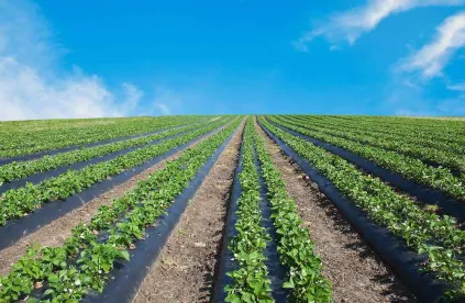 Agriculture Farm Loans
