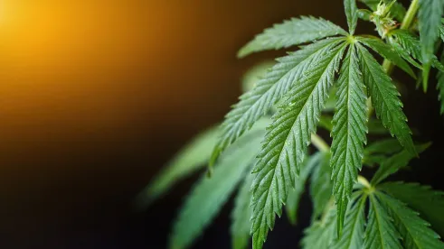Tribal Cannabis Tourism Federal Legislation Cannabis Industry 