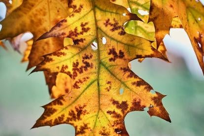 Fall Season update CRM systems