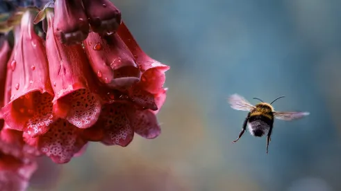 What The Legislature Doesn’t Know About Bees Could Fill A Blog";