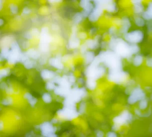 Green leaves