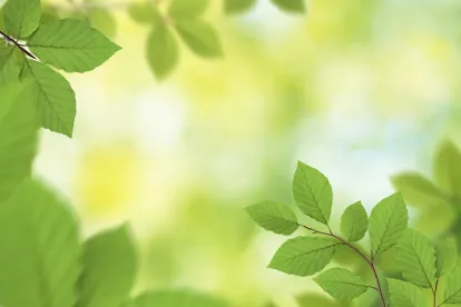 green leaves