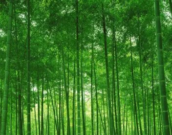 green trees, uk, waste