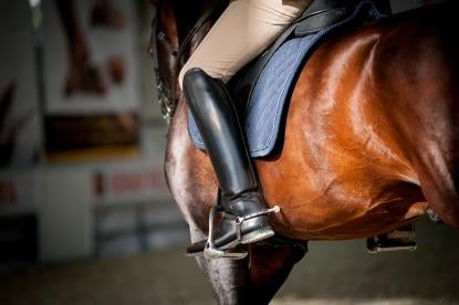 Legislation Combating Racehorse and Breeding Stock Slaughter