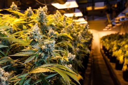 USDA Legalized Hemp Production: Marijuana Plant Growing Inside