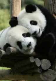Panda, Zoo, Baby Panda, Costs 