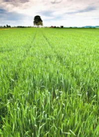 2013 Michigan Corn Crop Production Expected to Set Records
