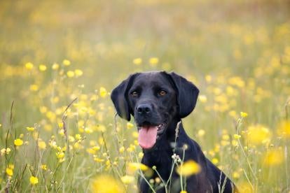 Burt's bees outlet puppy shampoo ingredients