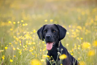 Service dogs in schools IDEA Plan