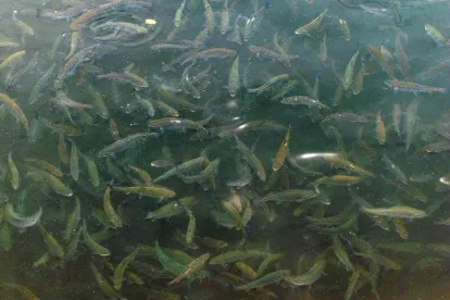 WI DNR PFAS Tyco Fish Sampling: Pool of Fish