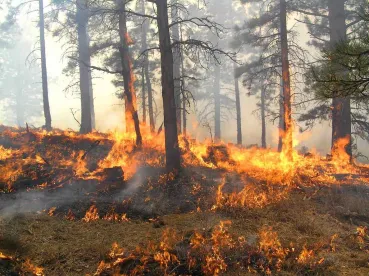 Oregon Emergency Firefighters and Emergency Statute: Unpaid Leave