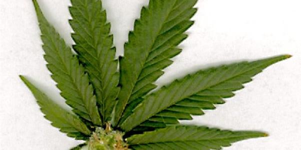marijuana leaf, massachusetts, drug free workplace