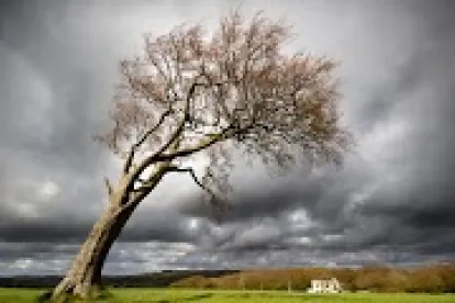 Tree falling, litigation