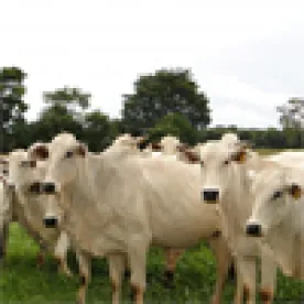 Cattle