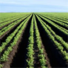Crops
