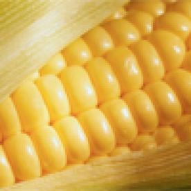 corn variety developed using genetic engineering